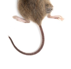 mouse-tail