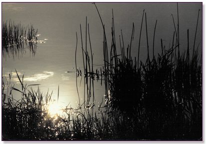 Photo of water, swampy