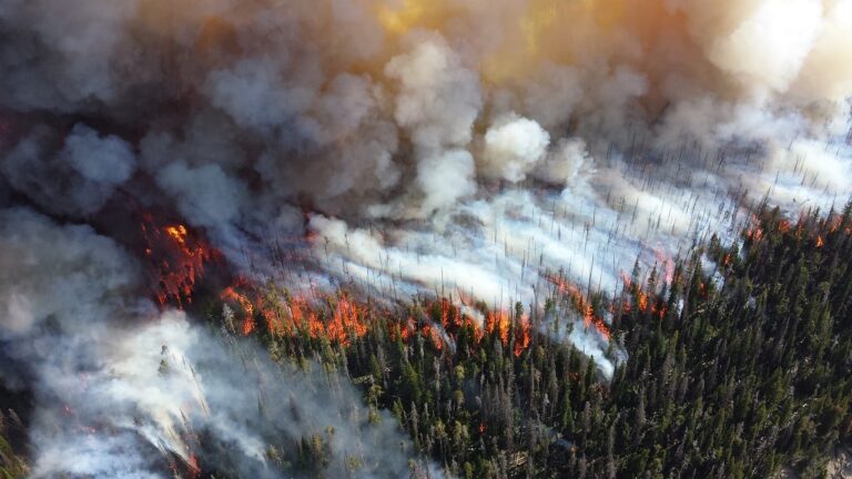 Wildfire in forest